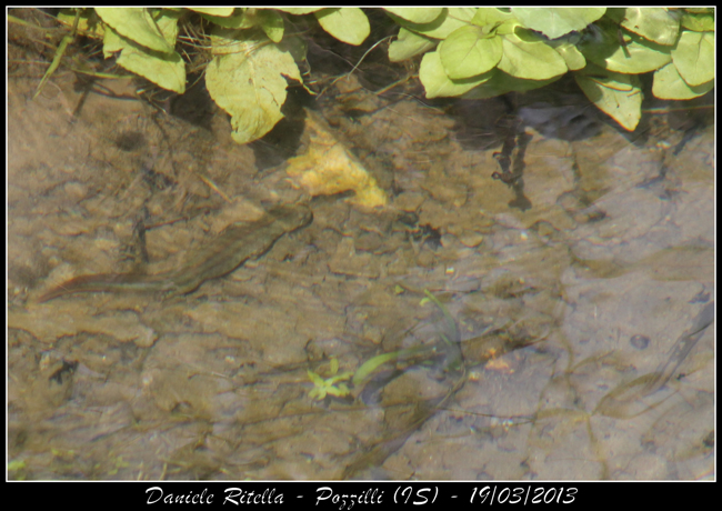 Triturus carnifex? Maschi o femmine? Sì, carnifex